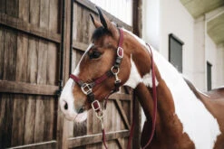 Kentucky Horsewear Plaited Nylon Halter Bordeux