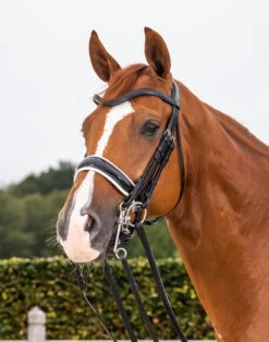 Dyon Dressage Patent Large Crank Noseband With White Padding Double Bridle Black